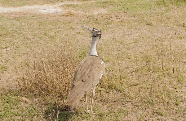 Kori Bustard Ardeotis Kori Struthiunculus Cráter Ngorongoro —  Fotos de Stock