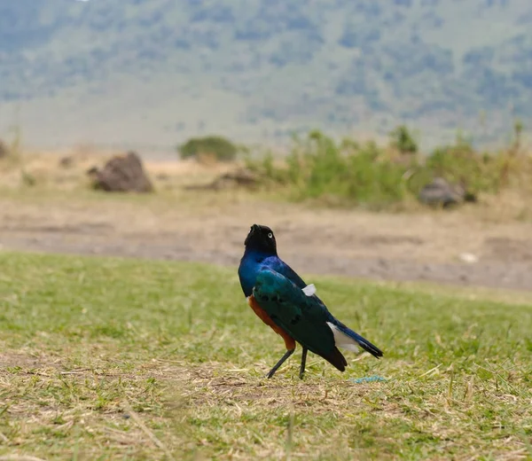 Süper Starling Lamprotornis Superbus Ngorongoro Parkta — Stok fotoğraf