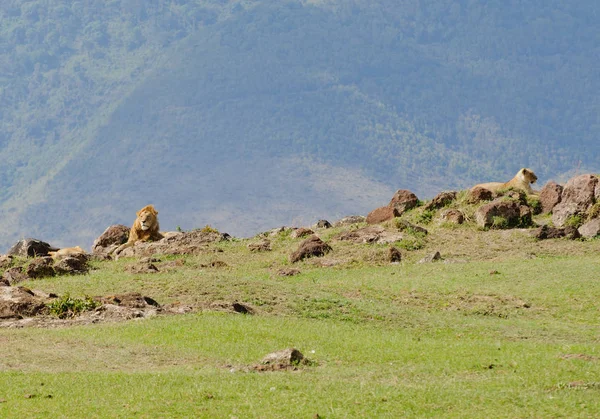 Orgullo León Nombre Científico Panthera Leo Simba Swaheli Parque Nacional — Foto de Stock