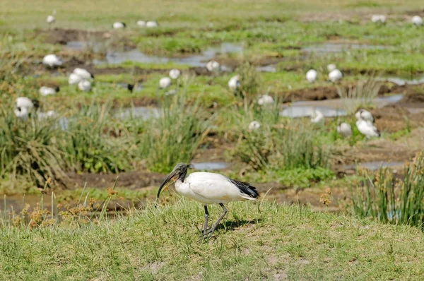 Ibis Sacré Threskiornis Aethiopicus Dans Cratère Ngorongoro — Photo