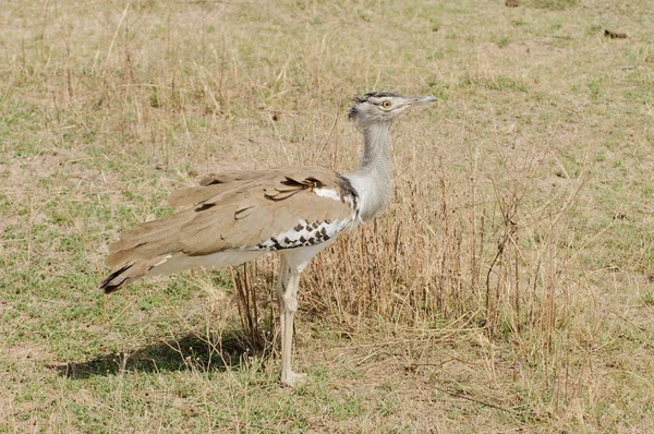 Retrato Una Avutarda Kori Ardeotis Kori Struthiunculus Caja Ngorongoro —  Fotos de Stock