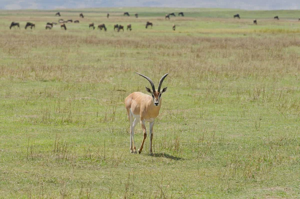 Nahaufnahme Der Grants Gazelle Wissenschaftlicher Name Gazella Granti Robertsi Oder — Stockfoto