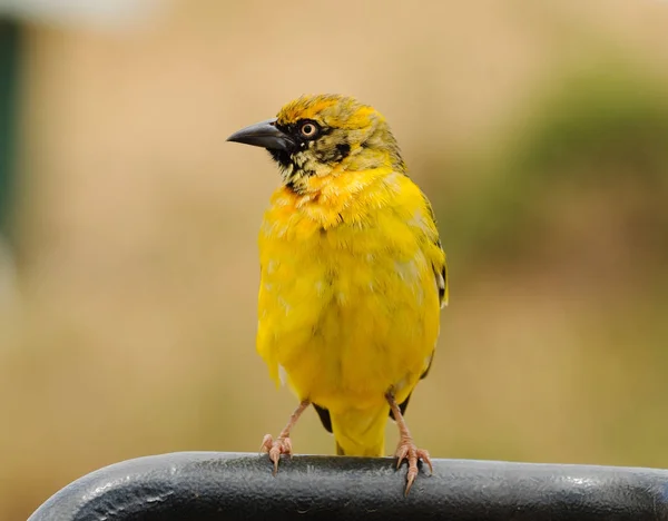 Juvenile Speke Weaver Bird Ploceus Speki Ngorongoro Park — Stock Photo, Image