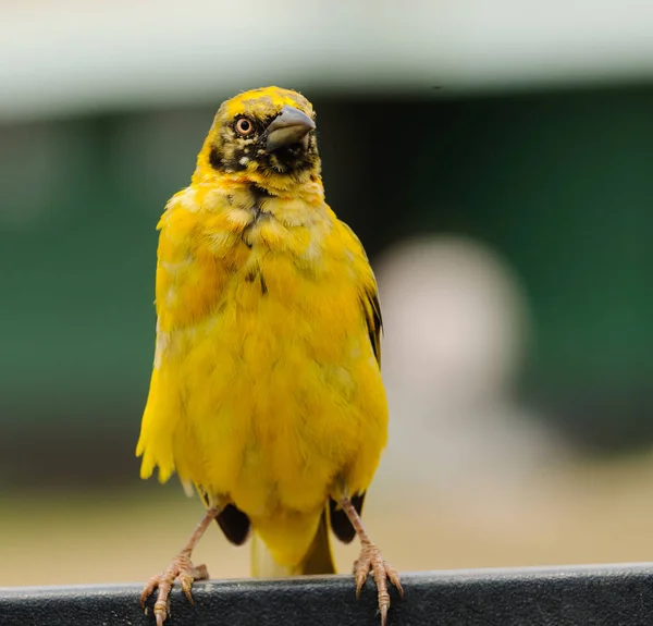 Der Junge Webervogel Ploceus Speki Ngorongoro Park — Stockfoto