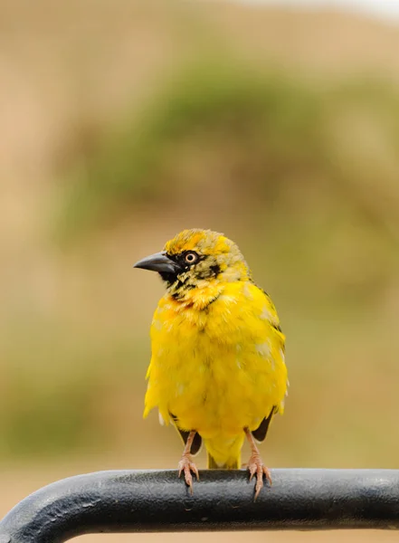 Jovenile Speke Weaver Bird Ploceus Speki Parque Ngorongoro — Fotografia de Stock