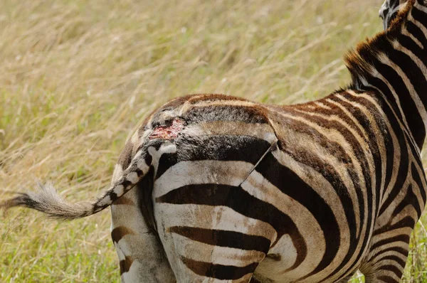 Closeup Burchell Zebra Boehm Zebra Nome Científico Equus Burchelli Subespécie — Fotografia de Stock