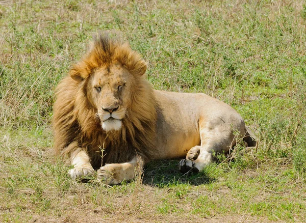 Крупним Планом Чоловічий Лев Наукова Назва Лев Або Simba Swaheli — стокове фото