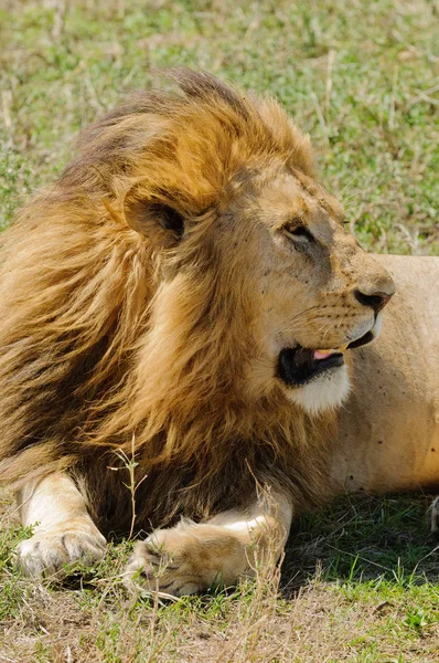 Closeup Male Lion Scientific Name Panthera Leo Simba Swaheli Image — Stock Photo, Image