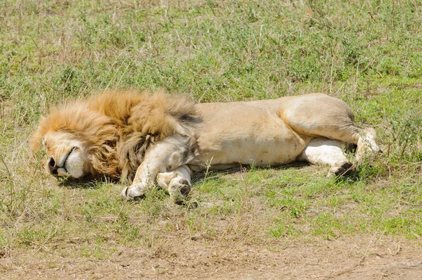 Close Van Een Mannelijke Leeuw Slapen Wetenschappelijke Naam Panthera Leo — Stockfoto