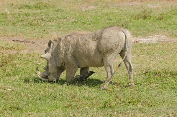 男性疣的特写在典型的下跪的姿态 当哺养 科学名字 Phacochoerus Aethiopicus Ngiri Swaheli 在坦桑尼亚的东非国家的 Ngorogoro 国家公园 — 图库照片