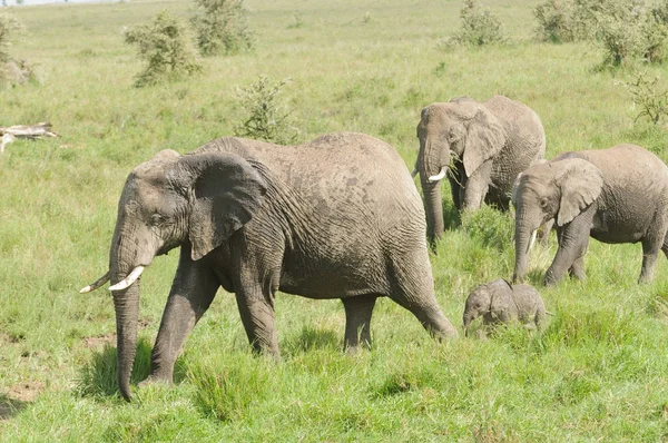 アフリカ象の群れ アフリカゾウ または Swaheli タンザニアのセレンゲティ国立公園で — ストック写真