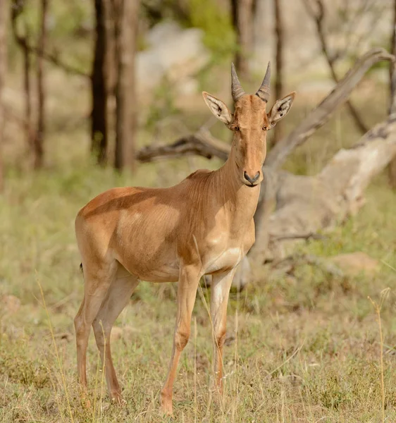 Closeup Coke Hartebeest Nome Científico Connochaetes Taurinus Kongoni Swaheli Parque — Fotografia de Stock