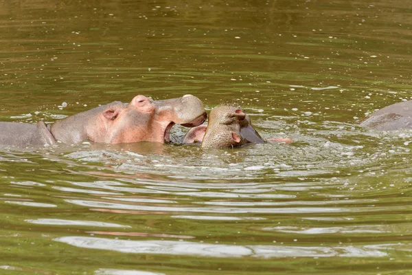 Primer Plano Hippopotamus Nombre Científico Hippopotamus Amphibius Kiboko Swaheli Parque — Foto de Stock
