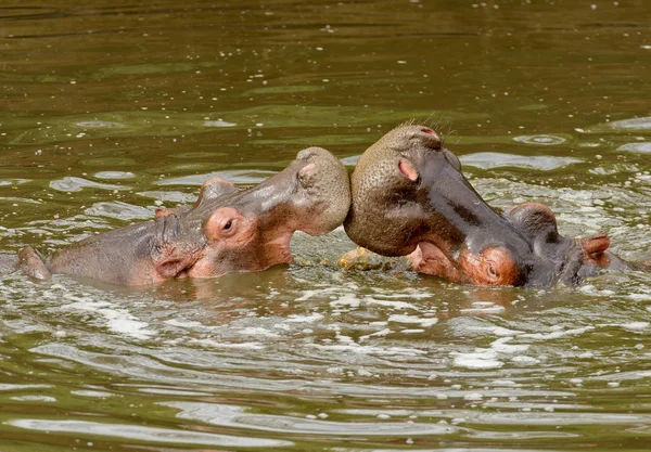 Gros Plan Hippopotame Nom Scientifique Hippopotame Amphibie Kiboko Swaheli Dans — Photo