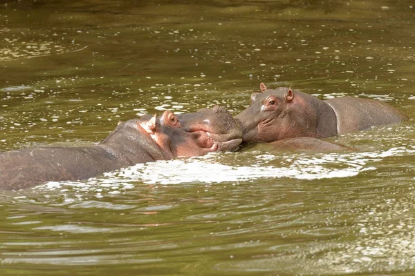 Close Van Nijlpaard Zoenen Wetenschappelijke Naam Nijlpaard Amphibius Kiboko Swaheli — Stockfoto
