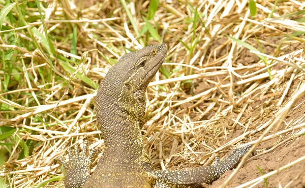 Nahaufnahme Eines Nilwarans Wissenschaftlicher Name Varanus Niloticus Oder Buru Kenge — Stockfoto