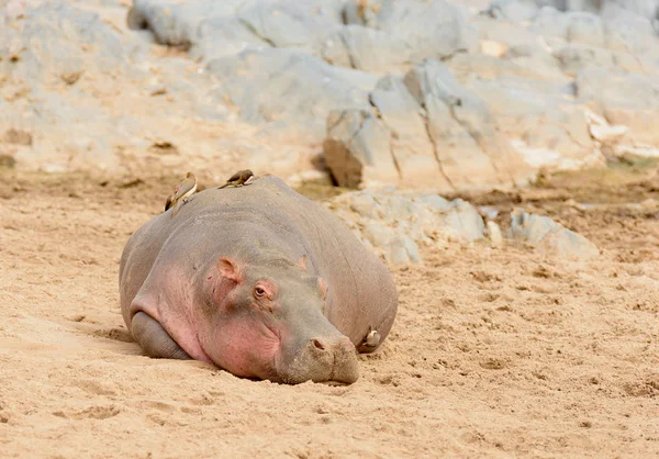 Gros Plan Hippopotame Avec Des Oiseaux Sur Dos Nom Scientifique — Photo