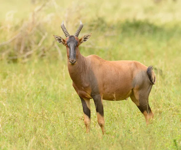 Topi Antilop Bilimsel Adı Damaliscus Lunatus Jimela Swaheli Nyamera Tanzanya — Stok fotoğraf