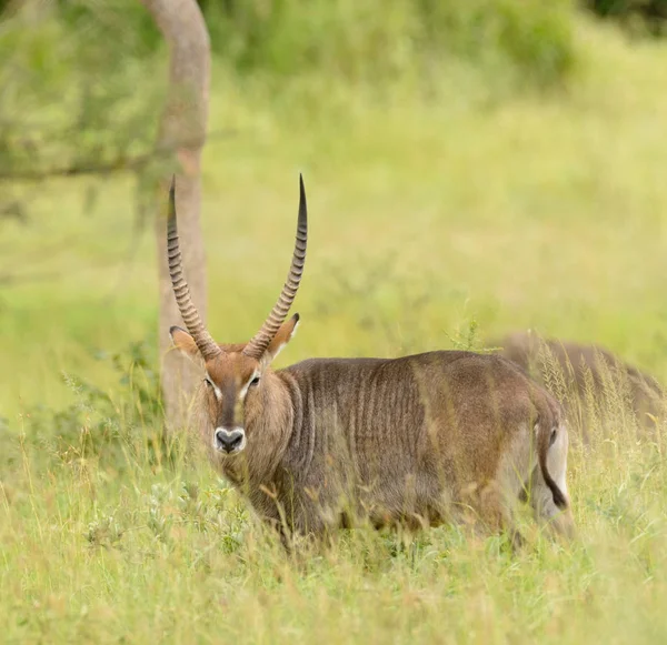 Closeup Waterbuck Scientific Name Kobus Ellipsiprymnus Kuru Swaheli Serengeti National — Stock Photo, Image