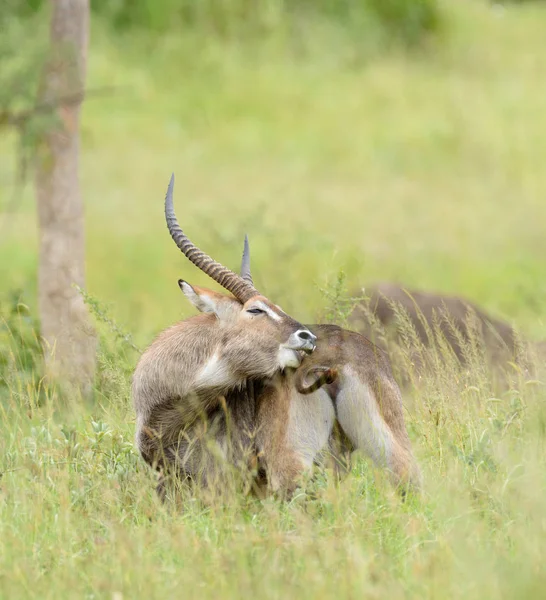 Closeup Waterbuck Scientific Name Kobus Ellipsiprymnus Kuru Swaheli Serengeti Park — Stock Photo, Image