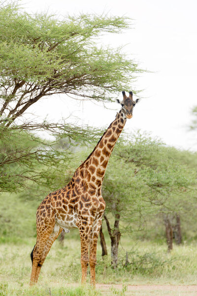 Closeup of Masai Giraffe (scientific name: Giraffa camelopardalis tippelskirchi or "Twiga" in Swaheli) n the Serengeti National park,Tanzania