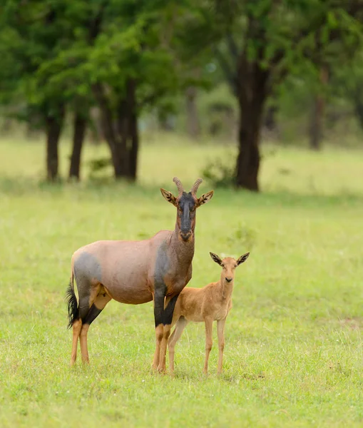 Topi Macho Con Sus Crías Nombre Científico Damaliscus Lunatus Jimela — Foto de Stock