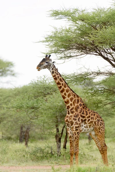 马赛长颈鹿特写 科学名字 反刍反刍 Tippelskirchi Twiga Swaheli 塞伦盖蒂国家公园 坦桑尼亚 — 图库照片