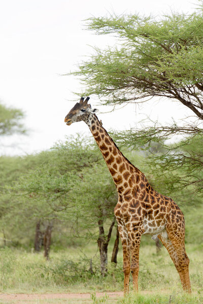Closeup of Masai Giraffe (scientific name: Giraffa camelopardalis tippelskirchi or 