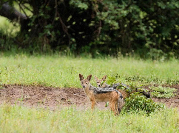 雨の中セグロジャッカルのペア Canis Mesomelas または Swaheli Bweha Nyukundu セレンゲティ国立公園 タンザニアで — ストック写真