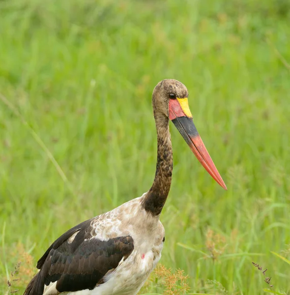 Närbild Sadel Tjocknäbbad Stork Ephoppiofhynchus Senegalensis Serengeti National Park — Stockfoto