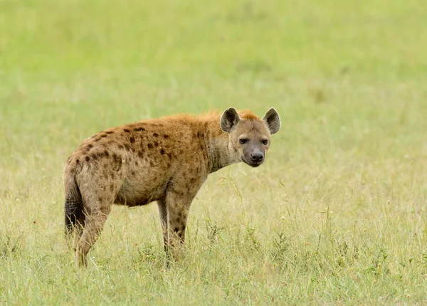 Närbild Fläckig Hyena Vetenskapligt Namn Ccrocuta Crocuta Eller Fisi Madoa — Stockfoto
