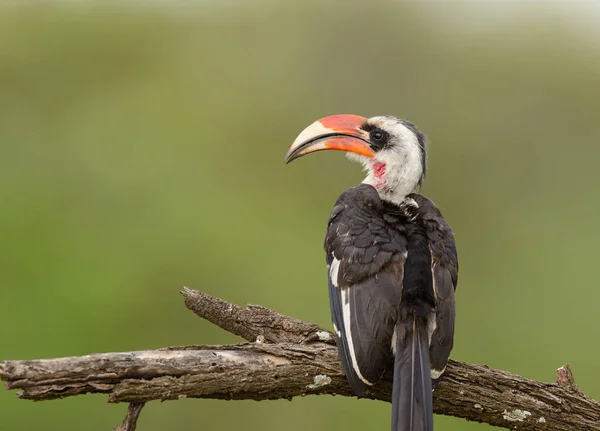 Nahaufnahme Eines Männlichen Von Der Decke Hornvogel Der Serengeti Gefunden — Stockfoto