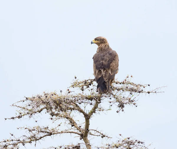 Seeadler Aquila Rapax Einem Baum Der Serengeti — Stockfoto