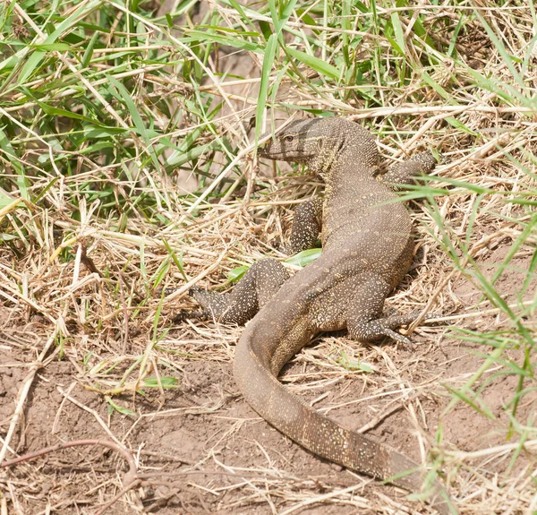 Closeup Nile Monitor Nome Científico Varanus Niloticus Buru Kenge Swaheli — Fotografia de Stock