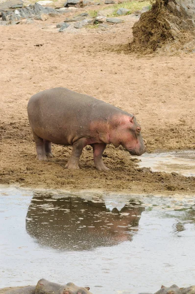 Hippopotamus Amphibius 斯瓦希里语 Kiboko 在坦桑尼亚塞伦盖蒂国家公园的Safari拍摄的照片 — 图库照片