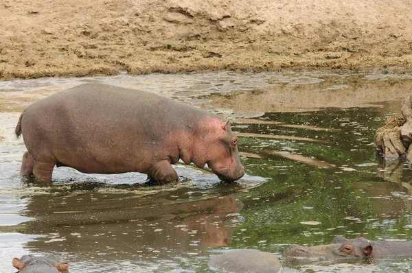 カバの閉鎖 Hippopタイランド両生類 スワヒリ語で キボコ タンザニアのセレンゲティ国立公園のサファリで撮影 — ストック写真