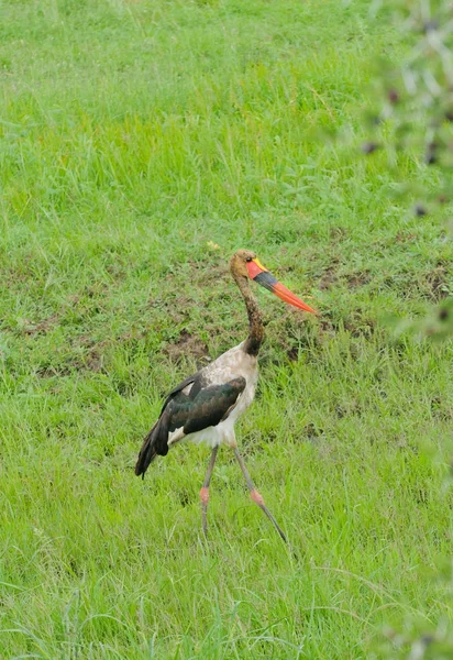 Седлоклювый Аист Ephippiorhynchus Senegalensis Национальном Парке Серенгети — стоковое фото