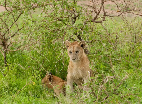 在位于坦桑尼亚塞伦盖蒂国家公园的Safari上拍摄的狮子自豪感的照片 Panthera Leo 斯瓦希里语 — 图库照片