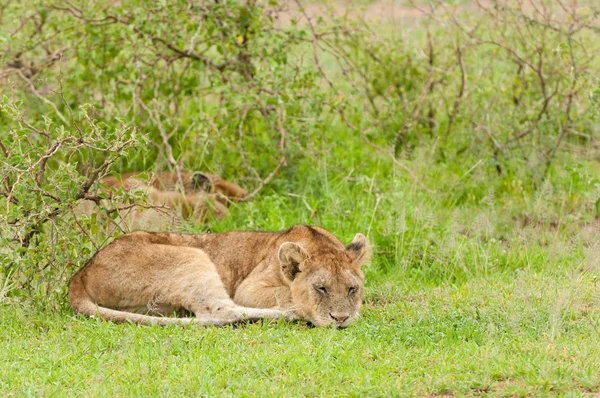 Close Van Een Leeuwentrots Wetenschappelijke Naam Panthera Leo Simba Swaheli — Stockfoto