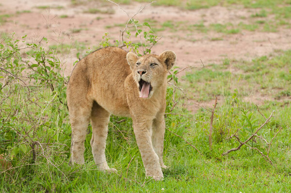 Closeup of a  Lion pride (scientific name: Panthera leo, or "Simba" in Swaheli) image taken on Safari located in the Serengeti National park, Tanzania
