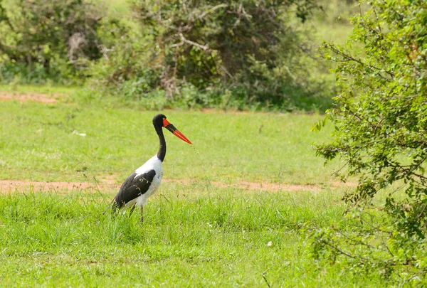 Close Uma Cegonha Sela Ephoppiofhynchus Senegalensis Parque Nacional Serengeti — Fotografia de Stock