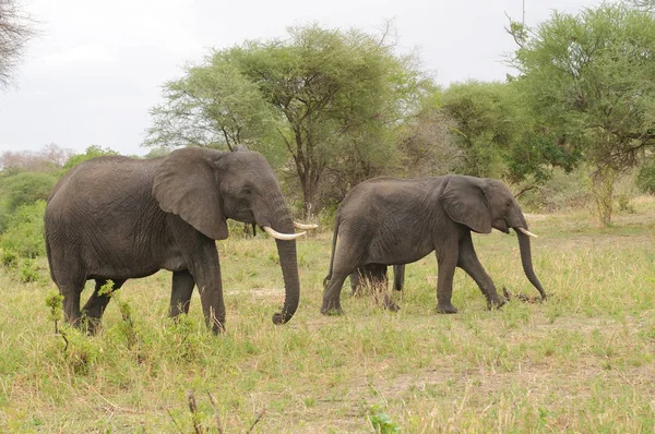 아프리카 코끼리의 Loxodonta Africana Swaheli Tembo 탄자니아 공원에 사파리에서 — 스톡 사진