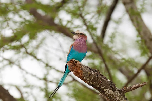 在坦桑尼亚各地发现一只美丽的非洲鸟 Coracias — 图库照片