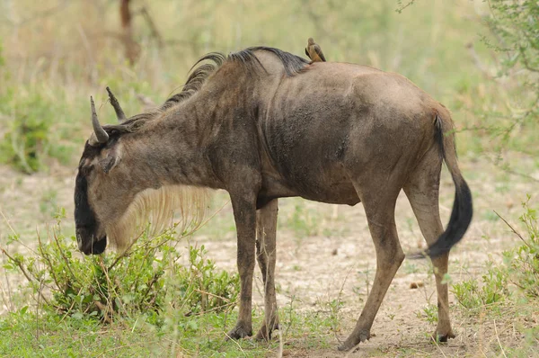 Közelkép Gnú Tudományos Neve Connochaetes Taurinus Vagy Nyumbu Swaheli Safari — Stock Fotó