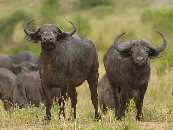 Primer Plano Buffalo Nombre Científico Syncerus Caffer Nyati Mbogo Swaheli — Foto de Stock