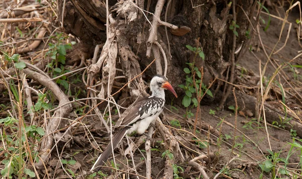 Tansanische Rotschnabelhornvögel Tockus Ruahae Auf Nahrungssuche Tarangane — Stockfoto