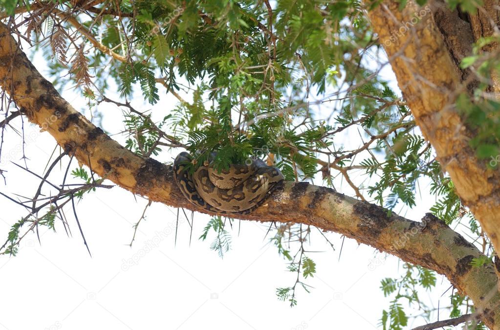 African rock Python (Python sebae) safe up a tree to avoid getting trampled during the migration