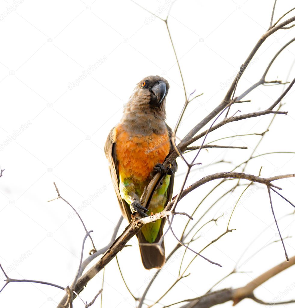 Senegal Parrot (Poicephalus senegalus) in Tarangire National Park
