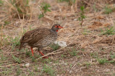 Tarangire Milli Parkı 'nda yiyecek arayan kırmızı boyunlu Spurfowl veya kırmızı boyunlu Froncolin (pternistis afer veya Froncolinuus afer).