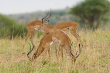 Impala closeup (bilimsel adı: Aepyceros melampus, ya da 